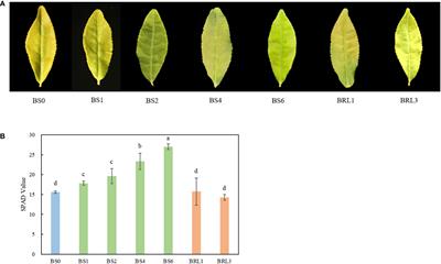 Combined analysis of lipidomics and transcriptomics revealed the key pathways and genes of lipids in light-sensitive albino tea plant (Camellia sinensis cv. Baijiguan)